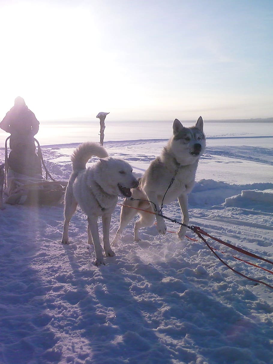 Siberian, Husky, Dog, Sledding, Snow, siberian, husky, dog, sledding, alaska, animal, canine