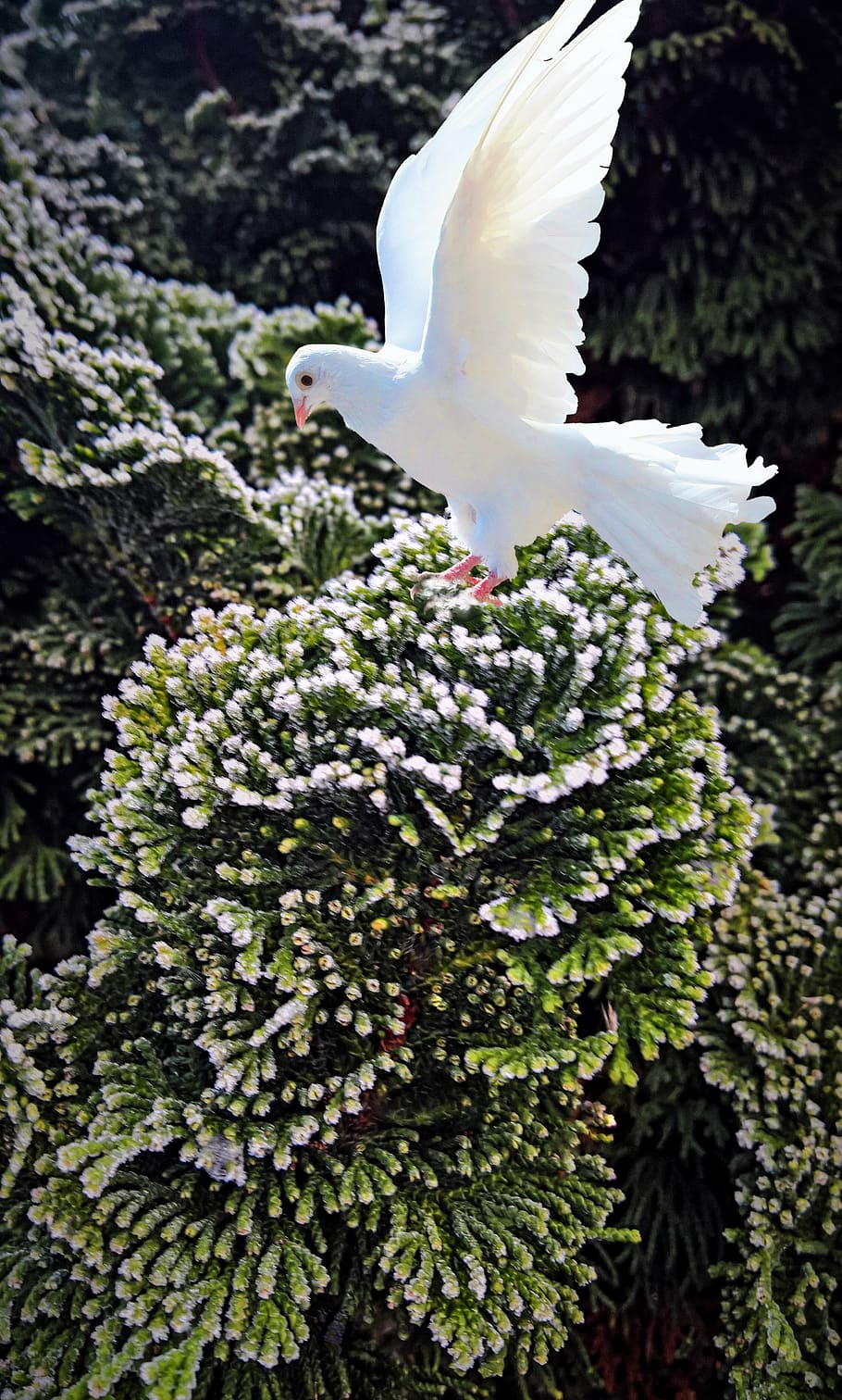 dove, juniper, ornamental, frost, winter, composing, white dove, bird, approach, juniper branch