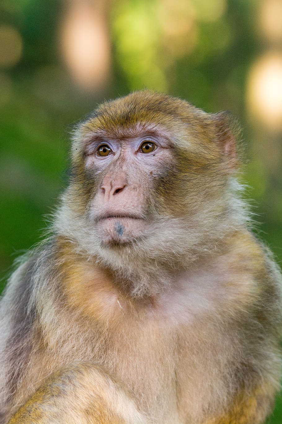 Barbary Macaque, selective, focus, monkey, primate, mammal, animal wildlife, one animal, animals in the wild, vertebrate