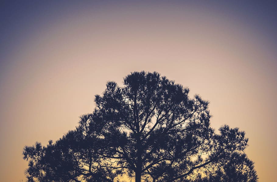 tree, beige, sky, silhouette, photography, sunset, branches, nature, pine tree, outdoors