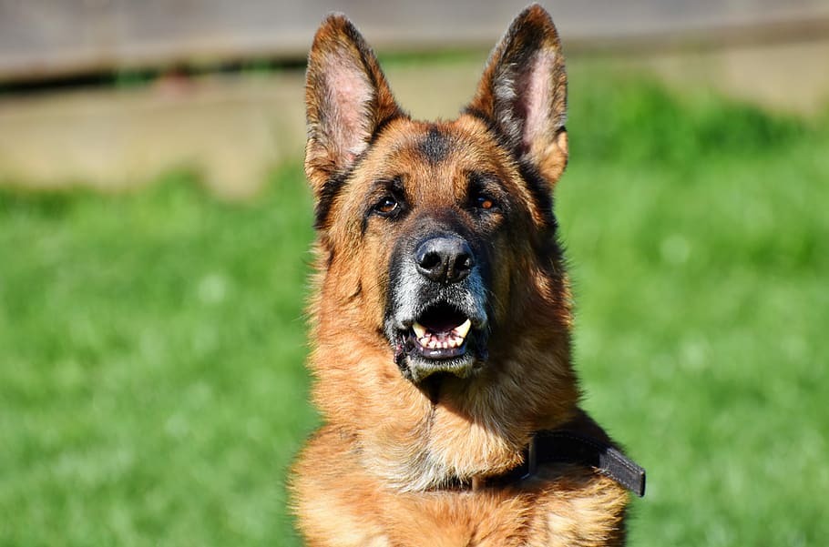 shallow, focus photo, german shepherd, schäfer dog, old german shepherd dog, dog, snout, head, sit, guard dog