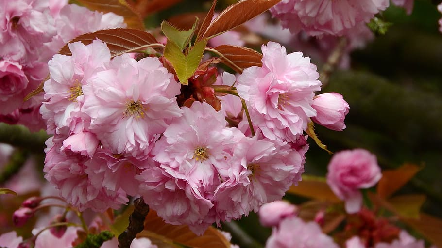 sakura, flor sakura, flor rosada, vernal, flores de primavera, árbol floreciente, cereza, rosa, flor, color rosa