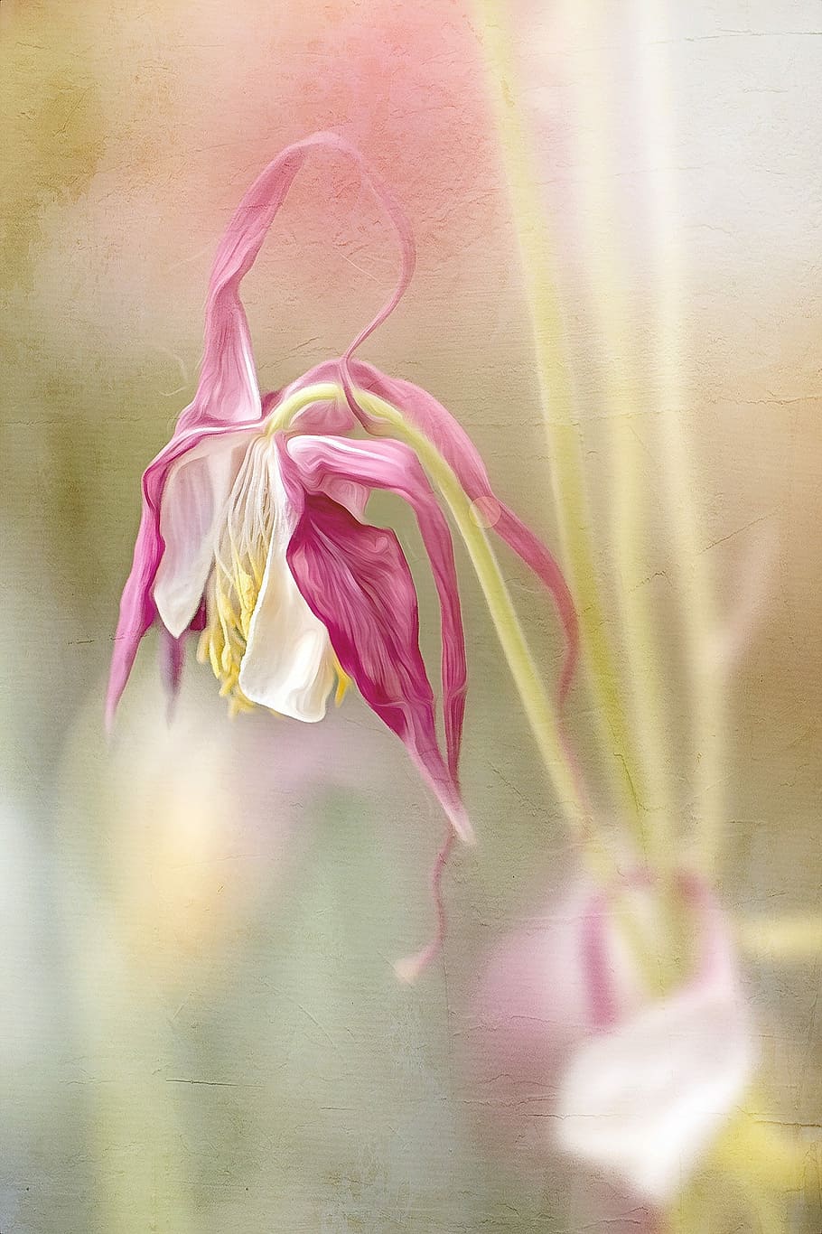 Painting, Floral, Spring, Columbine, blooming, plant, pink, flower, fragility, pink color