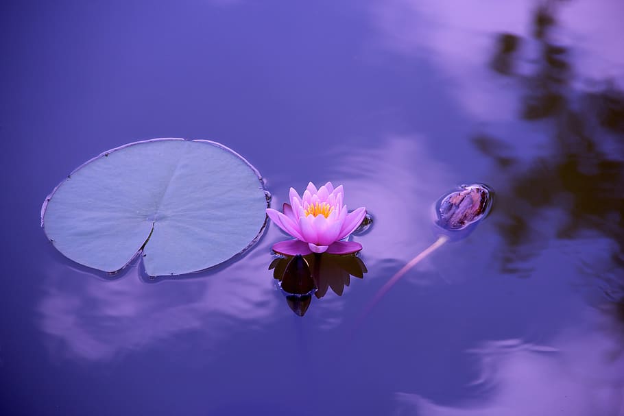 Rosa, flor de loto, cuerpo, agua, loto, natural, meditación, zen, yoga, meditación de yoga