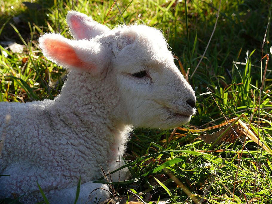 子羊, 羊, 赤ちゃん, ウール, かわいい, 農業, 若い, 家畜, 動物, 自然