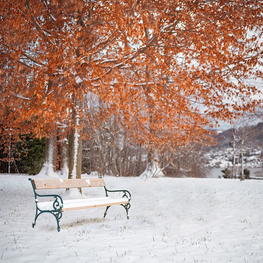 Between, fall, winter, bench, empty, leafy, tree, cold temperature, snow, plant
