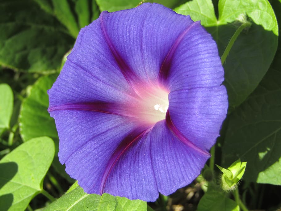 morning glory, violet, shines, macro, zoom, plant, flower, flowering plant, beauty in nature, freshness