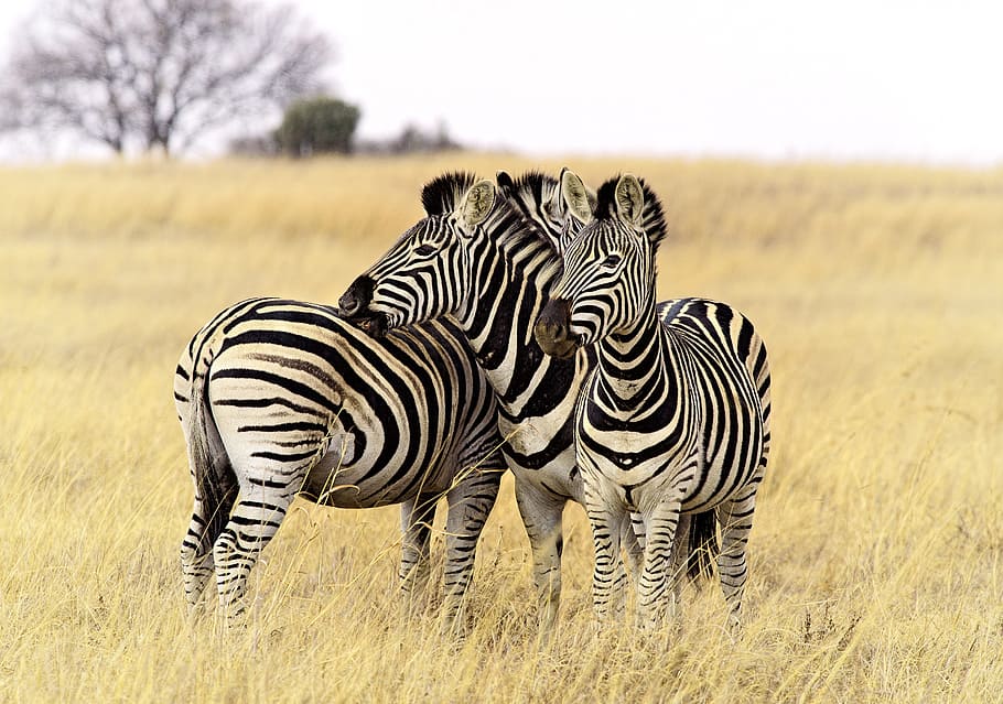 three, zebras, green, grass, daytime, zebra, group, stripes, close, posing