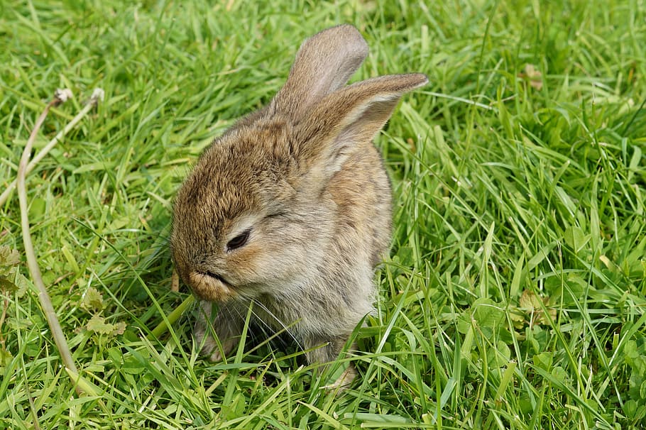 hare, rabbit, cute, animal, dwarf rabbit, long eared, bunny, grass, animal themes, one animal