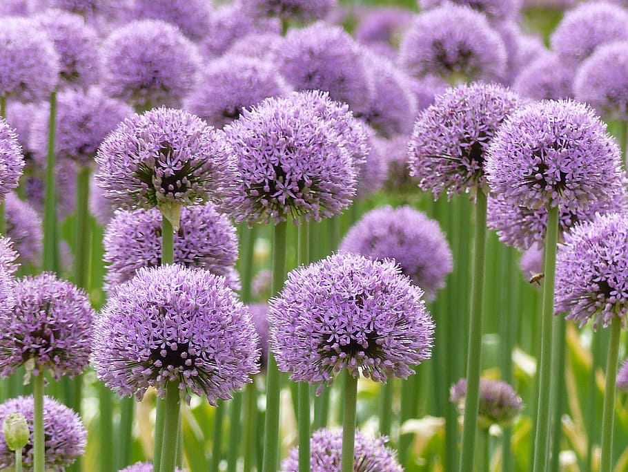 Purple, Allium, Flower, Bol, flowers, bulb flowers, plant, plants, ui, uiensoort