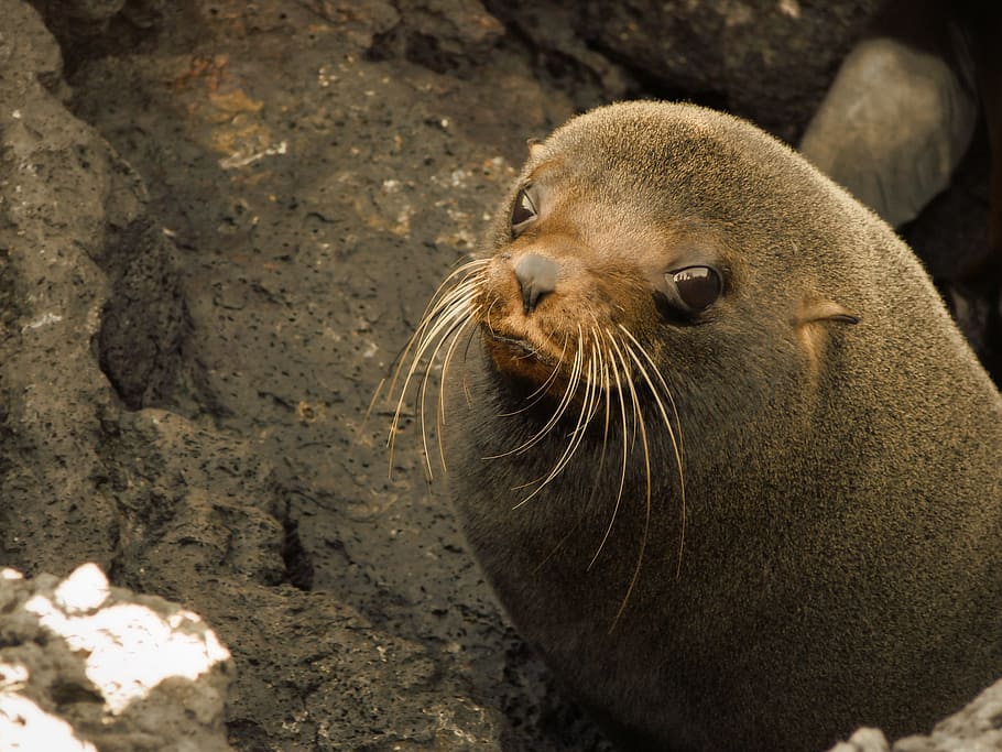 close-up photo, gray, Sea Lion, Seal, Animal, baby, baby sea lion, bay, beach, ecuador
