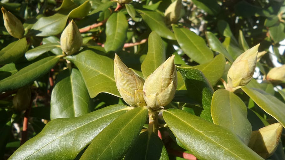 rhododendron, bud, closed, garden, ericaceae, heather green, inflorescence, nature, rhododendrons, spring