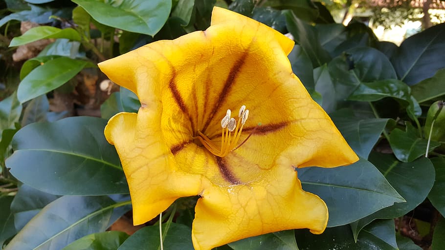 Madeira, Funchal, jardín botánico, floración, parque, Portugal, naturaleza, flor amarilla, hermosa flor, jardín