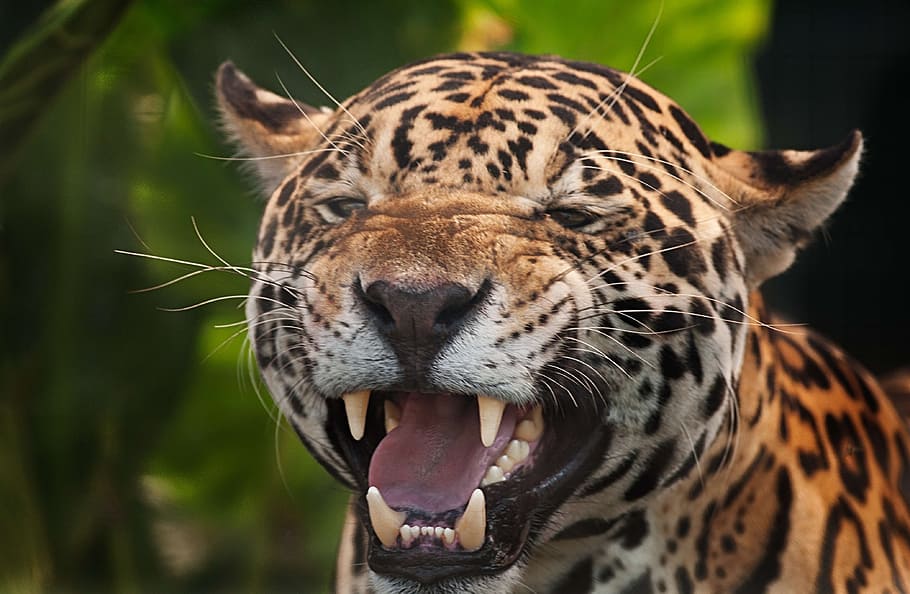 jaguar gnarling, tilt shift lens shot, jaguar, panthera onca, spots, fierce aggressive, snarl, menacing, animal themes, animal