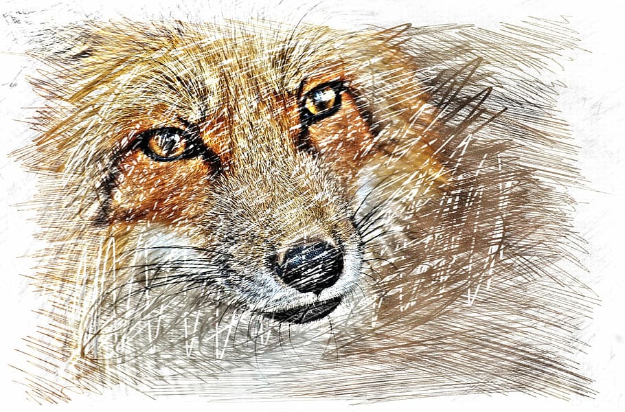 fox drawing, fuchs, drawing, colorful, wildpark poing, animal, wildlife photography, nature, animal world, animal portrait