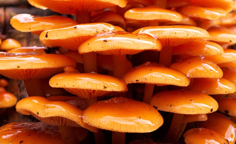 mushroom, nature, autumn, forest, mushrooms, odd mushroom, mold, toxic mushroom, netherlands, moss