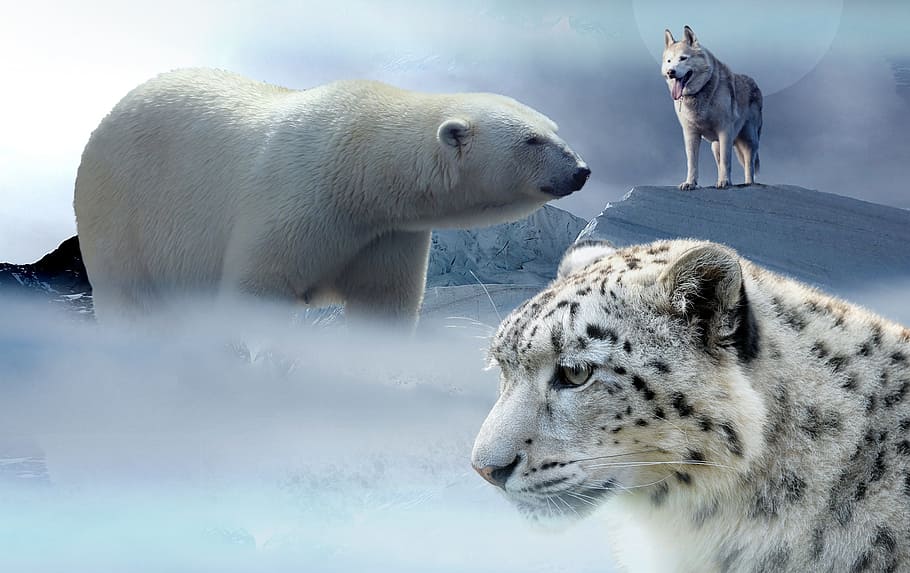 white, polar, bear, tiger, wolf photo, Polar bear, white tiger, wolf, husky, leopard