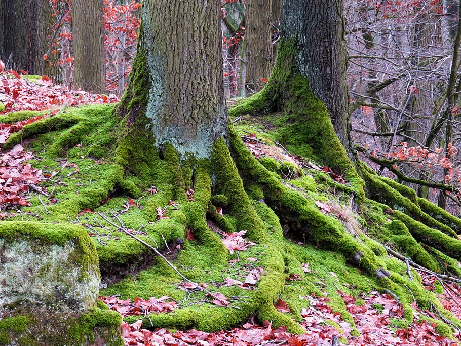 nature, background, landscape, forest, tree, root, moss, forest floor, land, beauty in nature