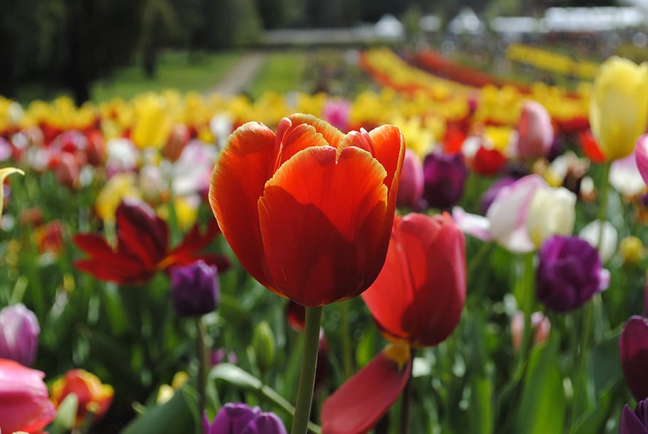 tulip, bunga, flora, mekar, berwarna-warni, tanaman berbunga, tanaman, keindahan di alam, kerentanan, kerapuhan