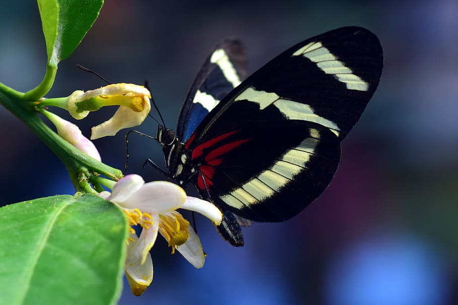 selective, focus photography, zebra longwing butterfly, perched, white, petaled flower, passion butterfly, butterfly, exotic, tropical