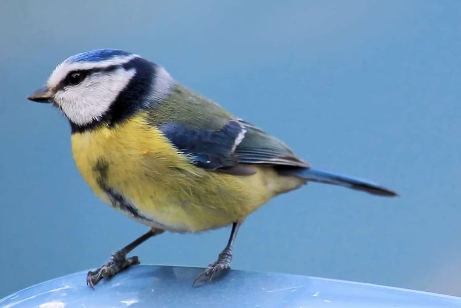 fotografía de primer plano, amarillo, verde, negro, pájaro, tit azul, tit, pájaro cantor, plumaje, fotografía de vida silvestre