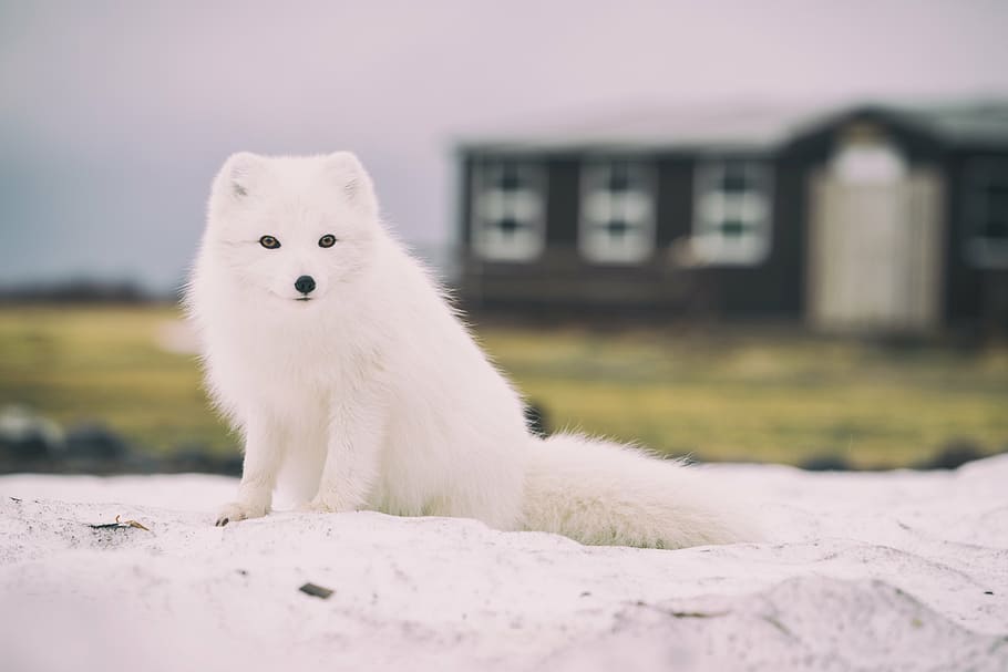 seletivo, fotografia de foco, cachorro, sentado, Rocha, animal, fofa, branco, um animal, cor branca