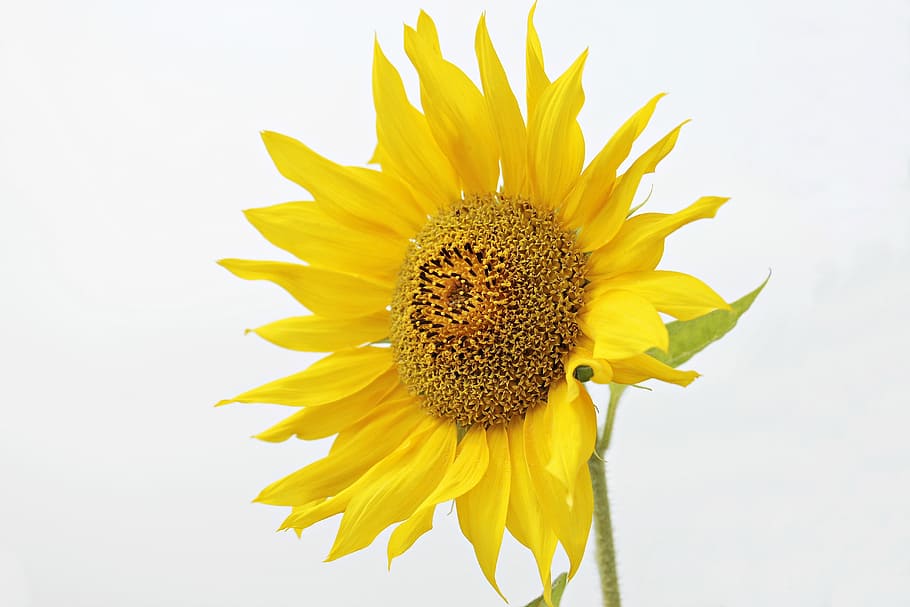 yellow sunflower, sun flower, helianthus, flower, blossom, bloom, yellow, yellow flower, summer, autumn flower