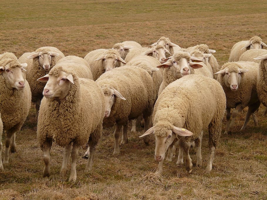 Flock, Sheep, flock of sheep, herd animal, pasture, animals, sheep's wool, wool, agriculture, large group of animals