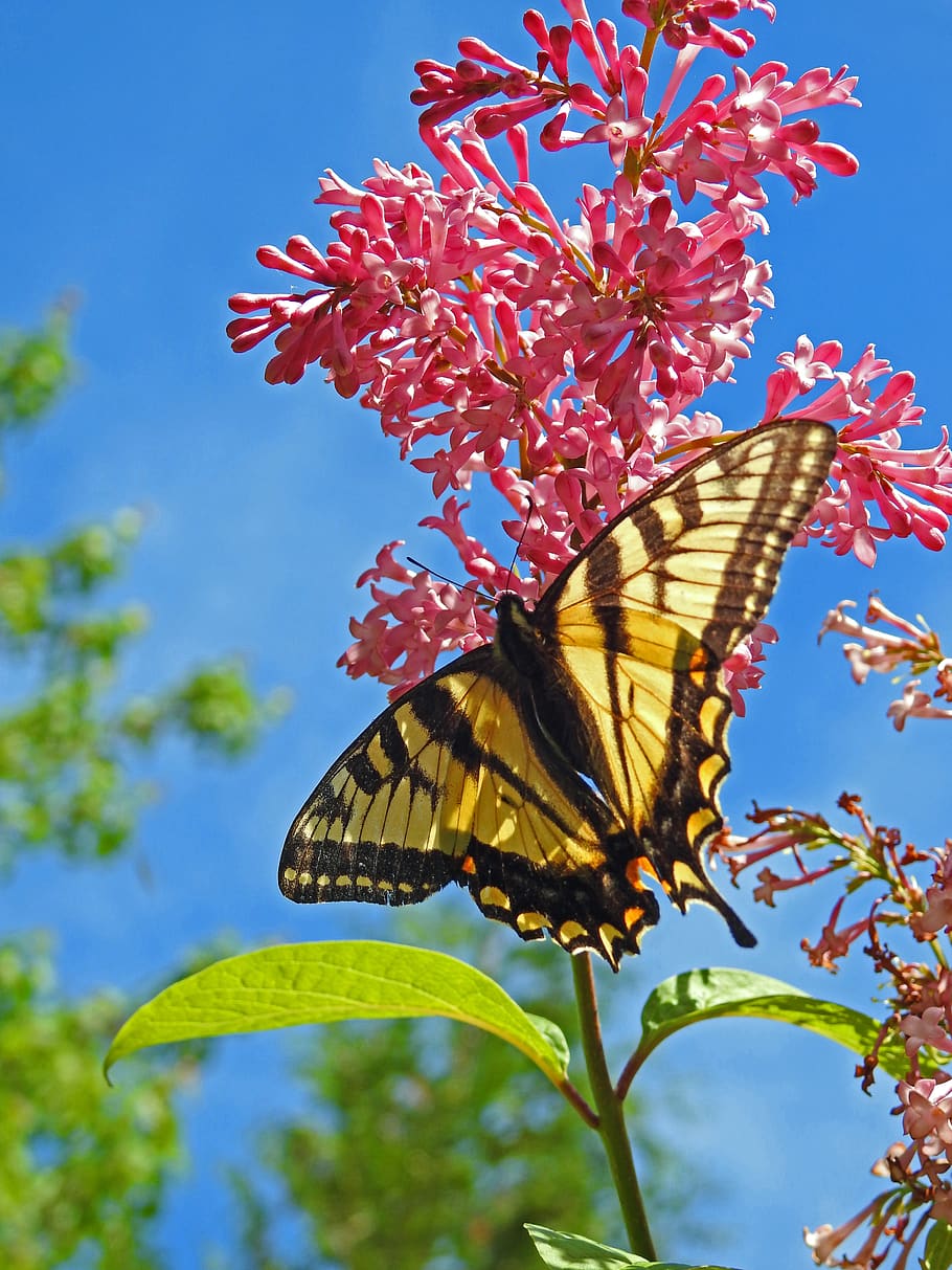 butterfly, yellow, insect, pink, blue, sky, tree, lilac, striped, black