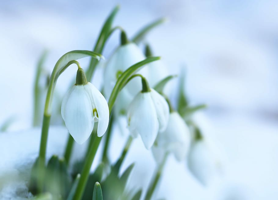 white, snow drop flowers, bloom, snowdrops, spring flowers, flower bulbs, snow, plant, flower, flowering plant
