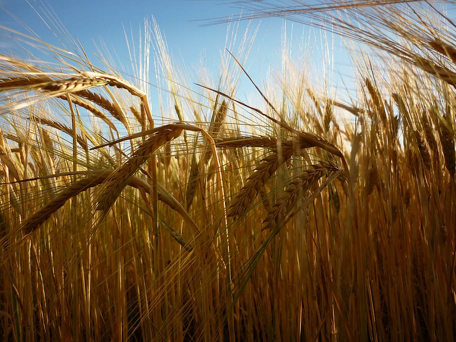 spikelets, sun, summer, the sky, heat, field, crop, cereal plant, agriculture, growth