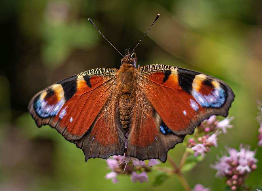 Чешуекрылые. БУЛАВОУСЫЕ чешуекрылые. БУЛАВОУСЫЕ чешуекрылые Butterfly. Бабочка павлиний Зорька. Чешуйчатокрылые.