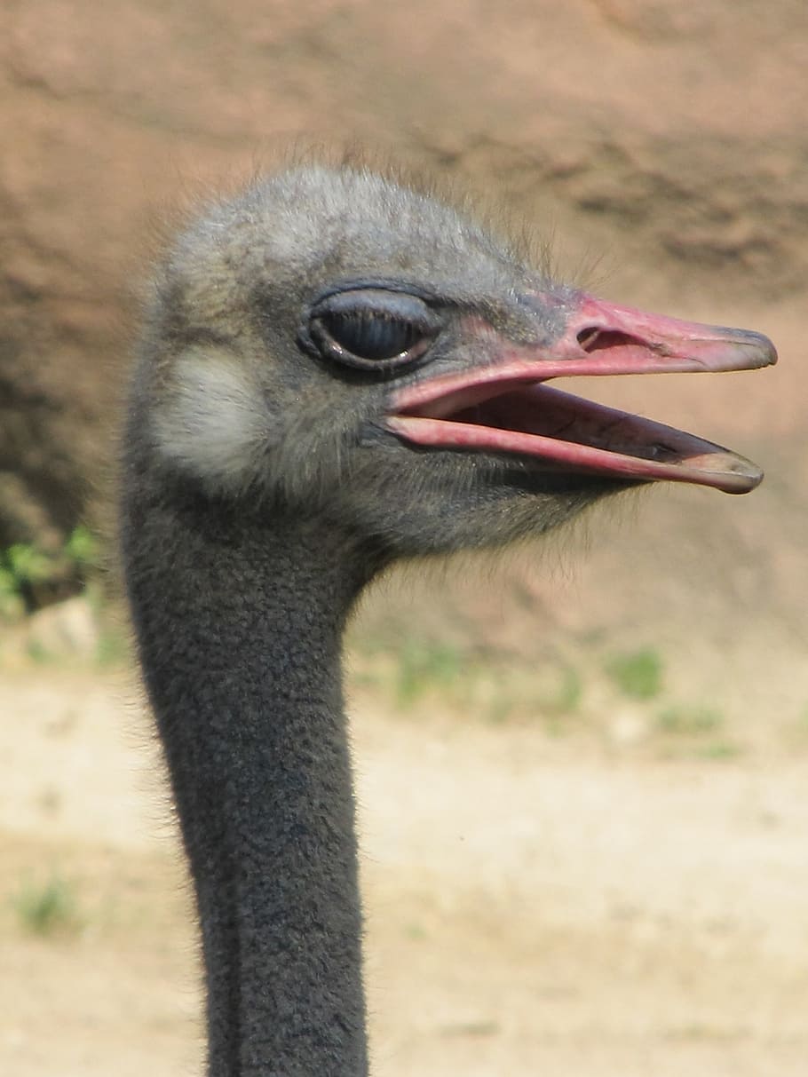ostrich, bird, head, beak, neck, flightless, feather, eyes, animal, close up