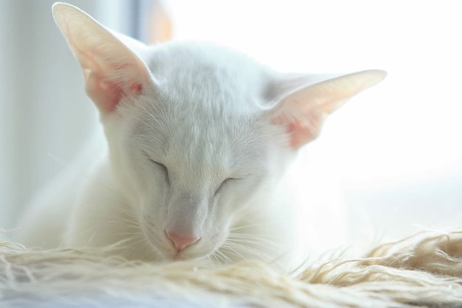 Cat, Oriental, White, Cute, Sleepy, adorable, sweet, asleep, dream, relax