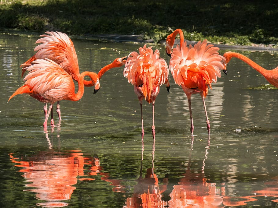 five, orange, flamingos, soak, calm, body, water, waterfowl, animals, mirroring