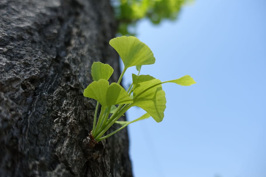 ginkgo, germination, leaf, plant part, plant, growth, tree trunk, trunk, nature, green color