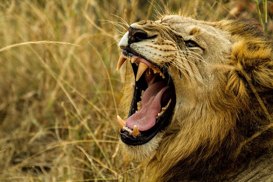 roaring, lion, selective, focus photography, roar, wildlife, africa, danger, fang, hunter