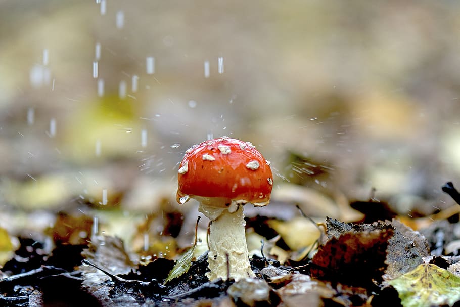 fly agaric, rain, mushroom in the rain, mushroom, autumn, toxic, colorful, vegetable, fungus, food