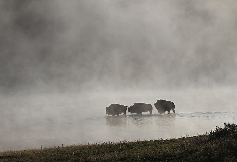 three, animals, walks, calm, water, bison, buffalo, herd, mist, haze