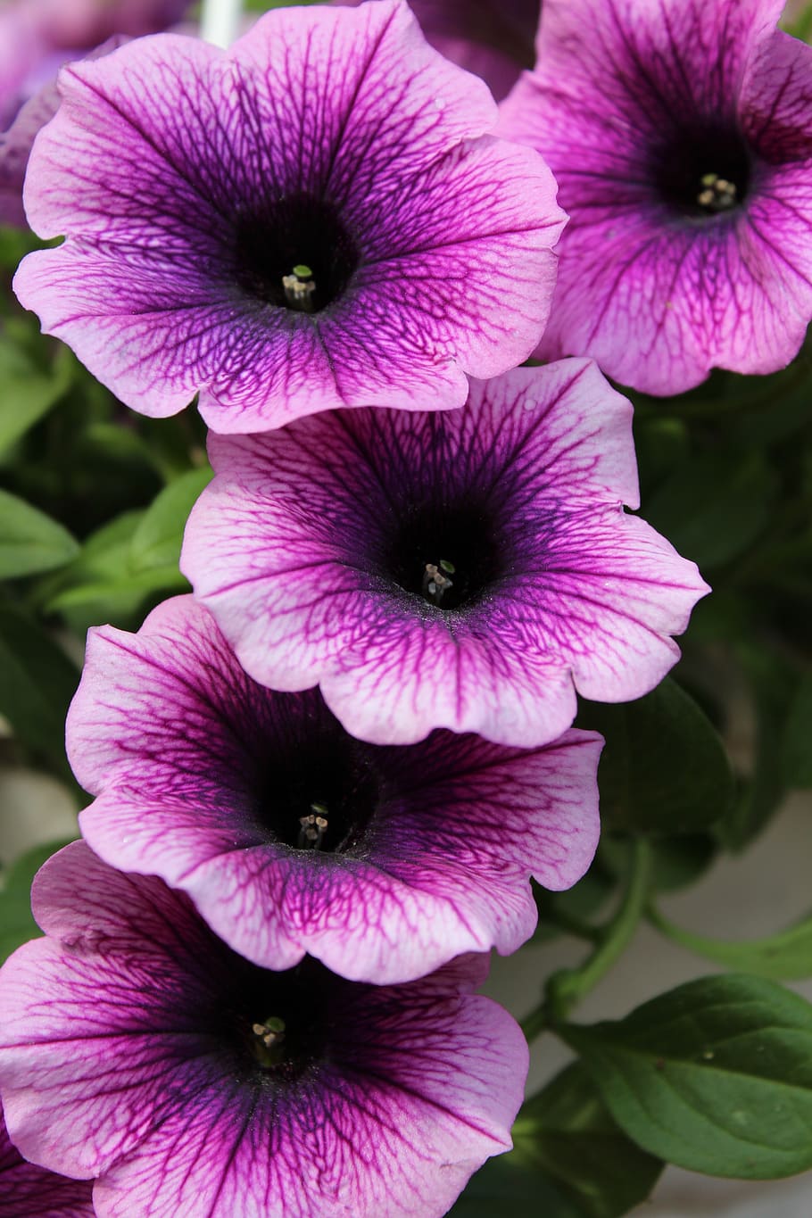 petunia, púrpura, flores, flor, floración, naturaleza, planta de balcón, flores de verano, violeta, de cerca