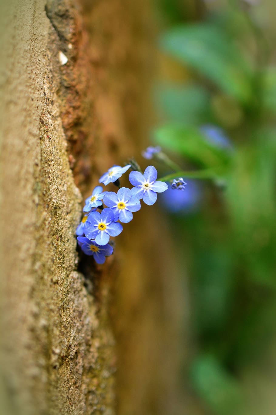 forget me not, myosotis, raublattgewächs, wallflower, small floral, blue forget me not, plant, flower, blossom, bloom