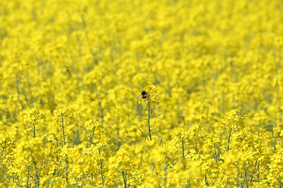 rape, bumblebee, rape field, blooming rapeseed, oilseed Rape, yellow, nature, agriculture, canola, field
