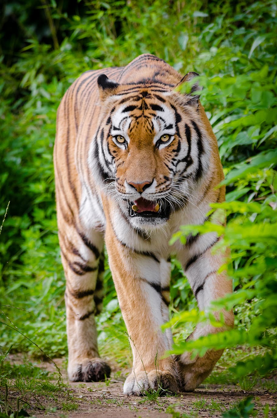 Siberian Tiger, Elroy, Zoo, Duisburg, Germany, tiger, walking, plants, animal, animal themes