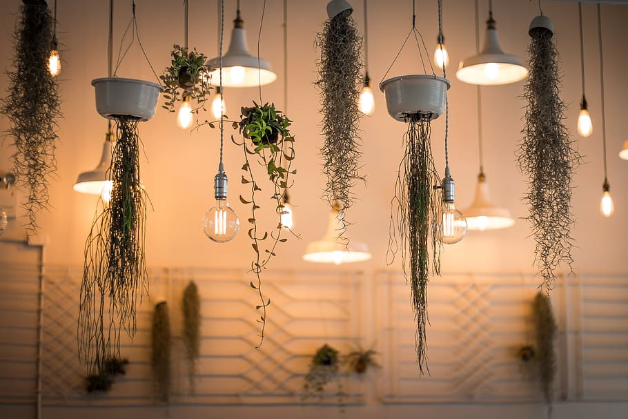 lights, lamp, design, art, aesthetic, plant, orchids, green, lighting equipment, hanging