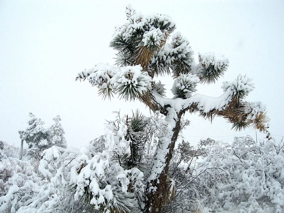 Landscape, Scenic, Winter, Snow, joshua tree, joshua tree national park, california, outdoors, west, wilderness