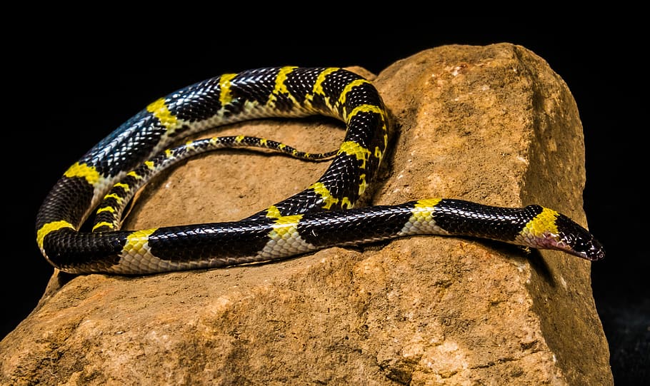 Snake, Young, young snake, black yellow, non toxic, reptile, one animal, animal wildlife, animal themes, animals in the wild