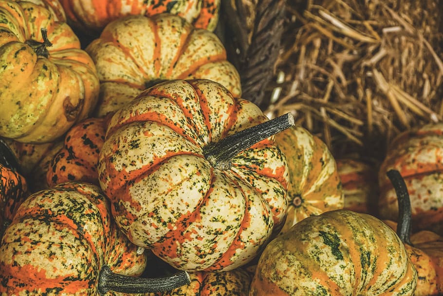 pumpkin, autumn, decoration, choose, autumn fruits, autumn decoration, thanksgiving, agriculture, halloween, vegetables