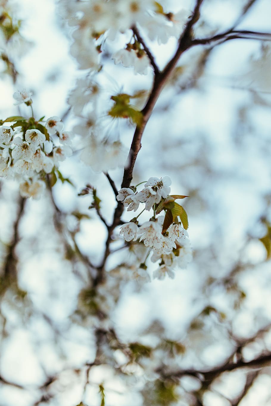 flowers, leaves, trees, branch, Little, plant, tree, fragility, growth, flower