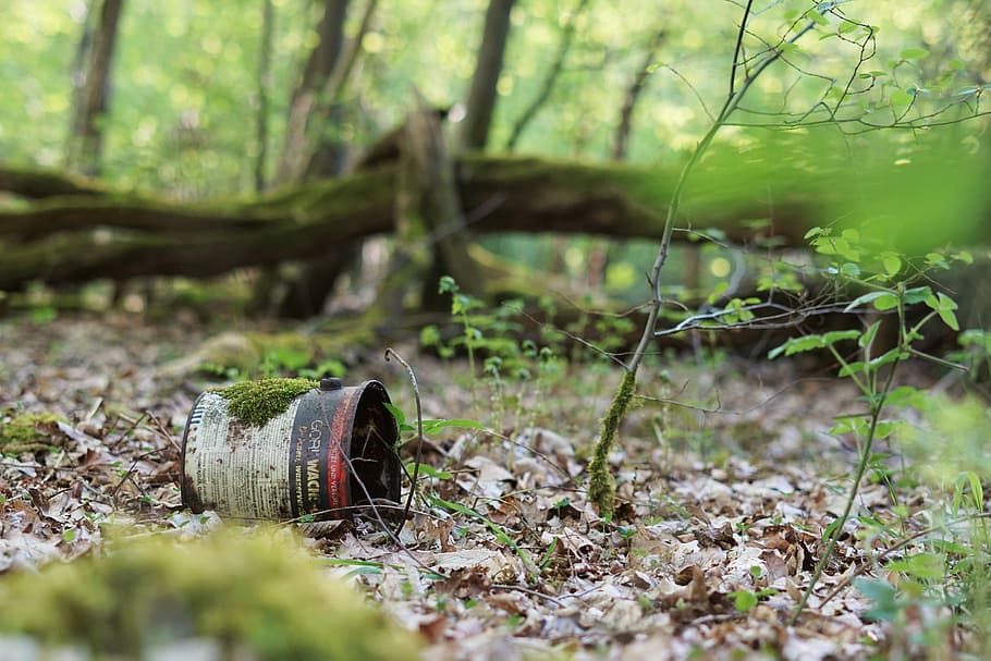 wood, nature, tree, plant, leaf, forest, environment, box, forest floor, pollution