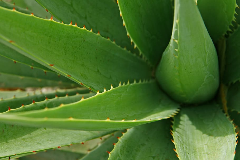 shallow, focus photography, green, aloe vera, leaves, aloe, leaf, plant, nature, cactus